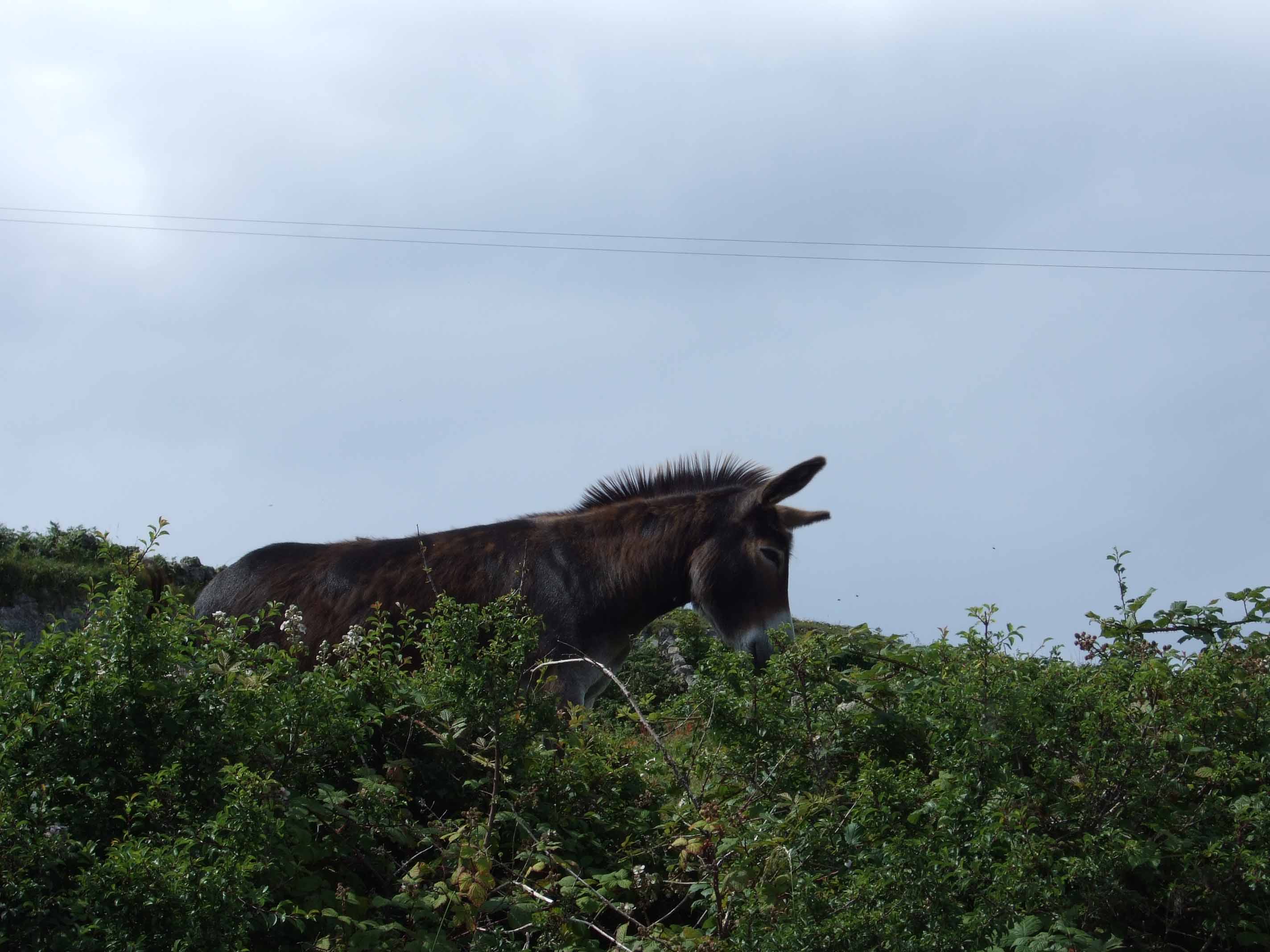 our neighbour Marcus the donkey